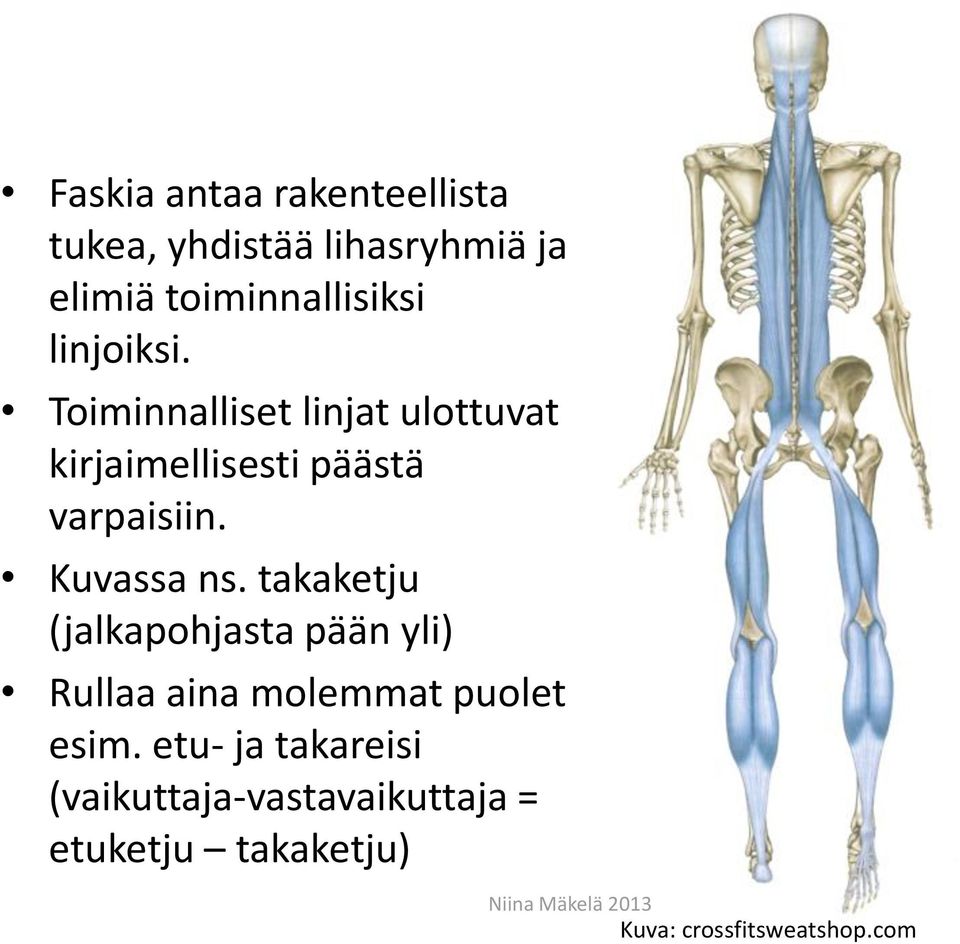 Kuvassa ns. takaketju (jalkapohjasta pään yli) Rullaa aina molemmat puolet esim.