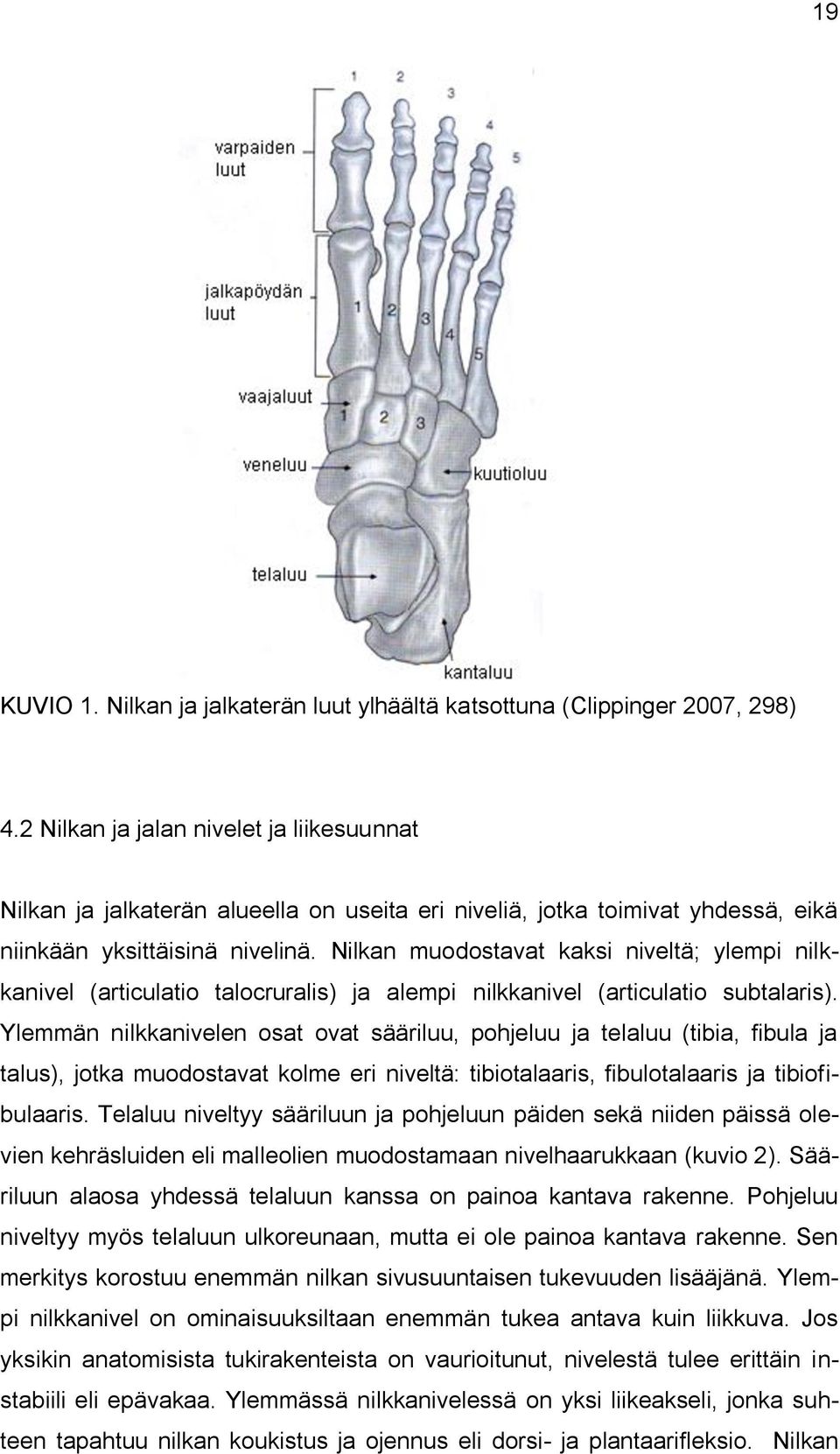 Nilkan muodostavat kaksi niveltä; ylempi nilkkanivel (articulatio talocruralis) ja alempi nilkkanivel (articulatio subtalaris).