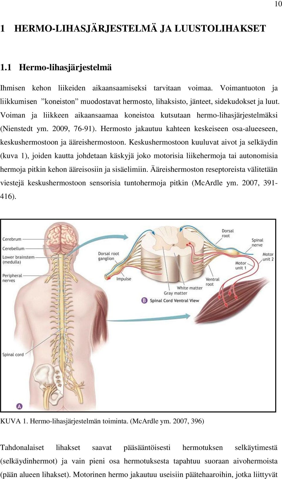 2009, 76-91). Hermosto jakautuu kahteen keskeiseen osa-alueeseen, keskushermostoon ja ääreishermostoon.