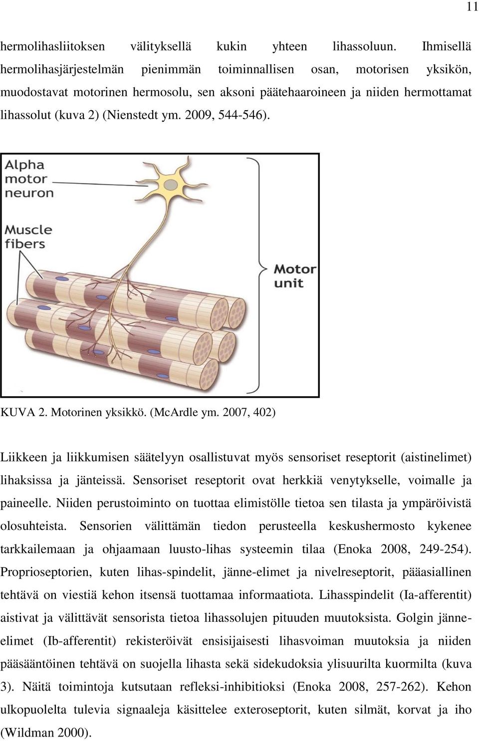 2009, 544-546). KUVA 2. Motorinen yksikkö. (McArdle ym. 2007, 402) Liikkeen ja liikkumisen säätelyyn osallistuvat myös sensoriset reseptorit (aistinelimet) lihaksissa ja jänteissä.