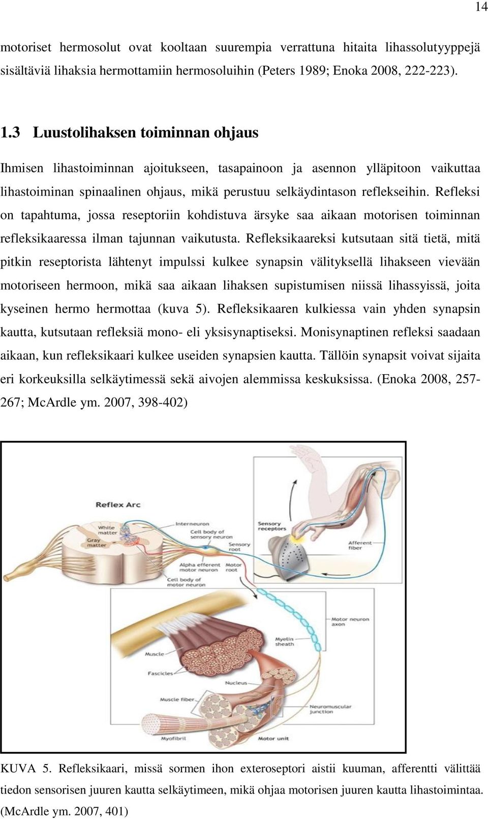 3 Luustolihaksen toiminnan ohjaus Ihmisen lihastoiminnan ajoitukseen, tasapainoon ja asennon ylläpitoon vaikuttaa lihastoiminan spinaalinen ohjaus, mikä perustuu selkäydintason reflekseihin.