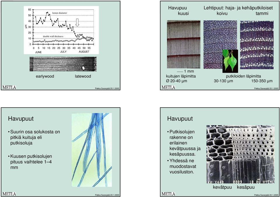 30-130 µm 150-350 µm Havupuut Suurin osa solukosta on pitkiä kuituja eli putkisoluja Kuusen putkisolujen pituus vaihtelee 1