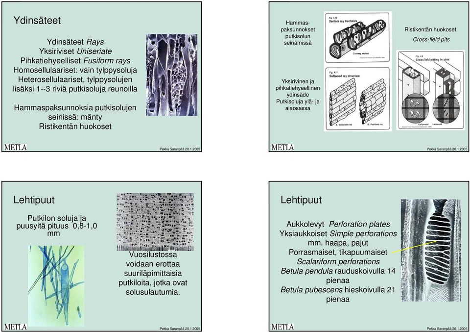 huokoset Cross-field pits Lehtipuut Putkilonsolujaja puusyitä pituus 0,8-1,0 mm Vuosilustossa voidaan erottaa suuriläpimittaisia putkiloita, jotka ovat solusulautumia.