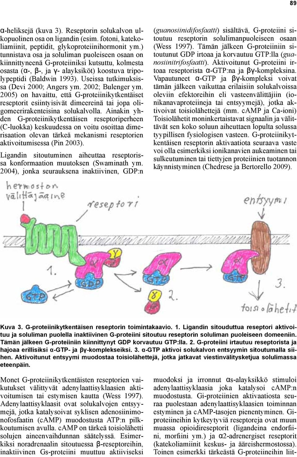 Useissa tutkimuksissa (Devi 2000; Angers ym. 2002; Bulenger ym. 2005) on havaittu, että G-proteiinikytkentäiset reseptorit esiintyisivät dimeereinä tai jopa oligomeerirakenteisina solukalvolla.