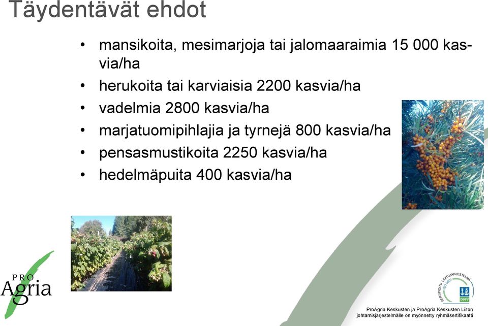 vadelmia 2800 kasvia/ha marjatuomipihlajia ja tyrnejä 800