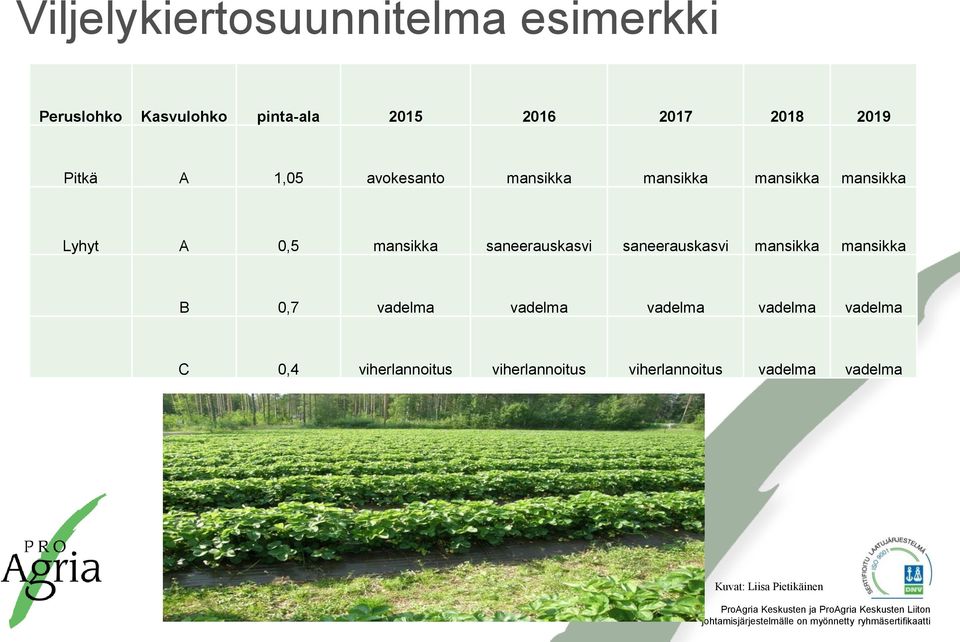 saneerauskasvi saneerauskasvi mansikka mansikka B 0,7 vadelma vadelma vadelma vadelma