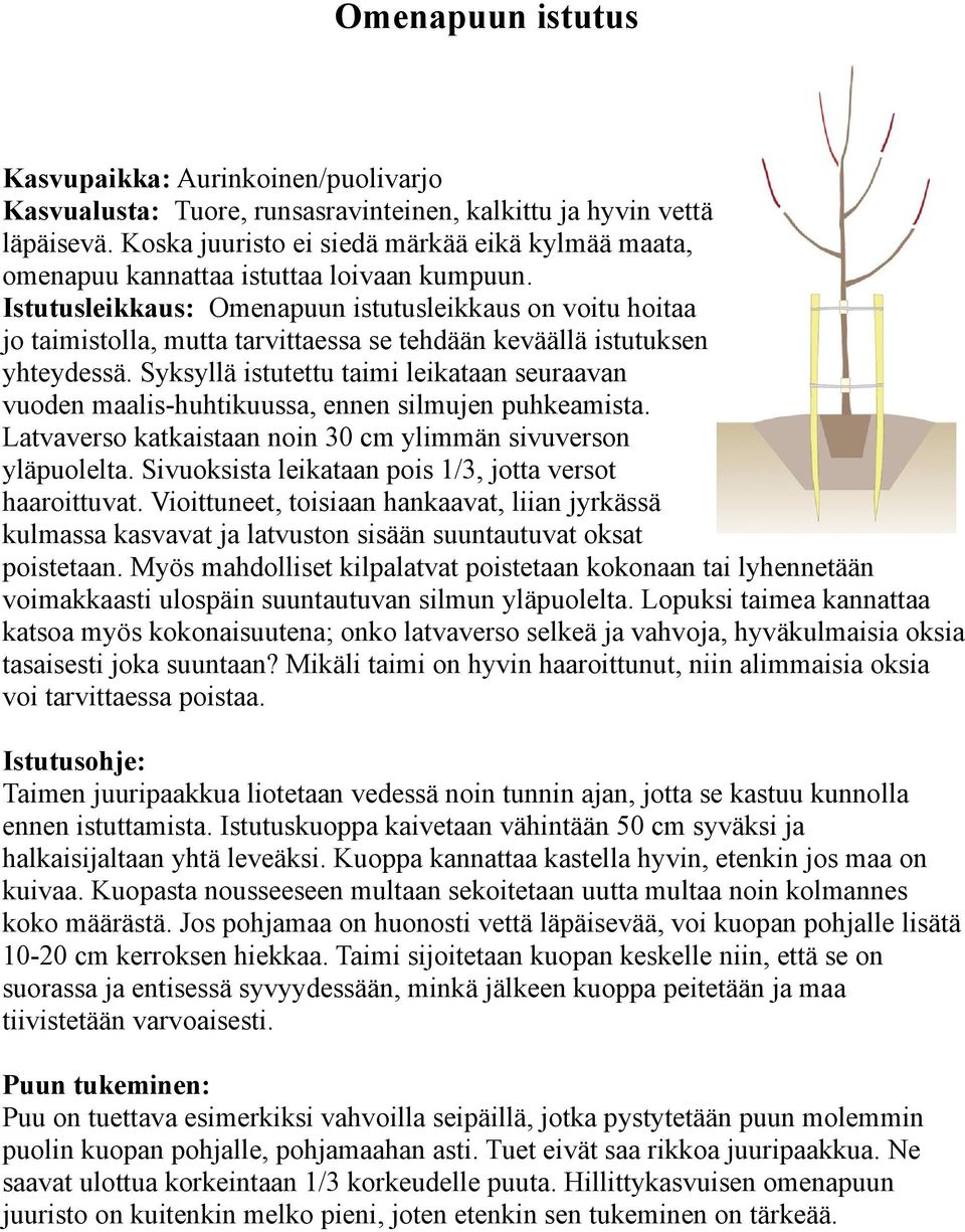 Istutusleikkaus: Omenapuun istutusleikkaus on voitu hoitaa jo taimistolla, mutta tarvittaessa se tehdään keväällä istutuksen yhteydessä.
