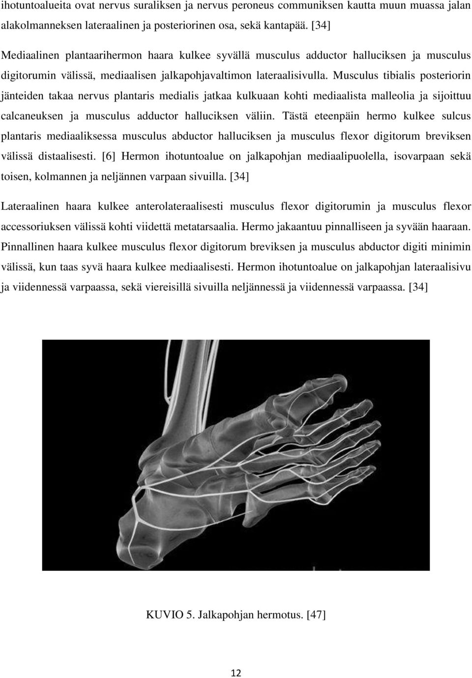 Musculus tibialis posteriorin jänteiden takaa nervus plantaris medialis jatkaa kulkuaan kohti mediaalista malleolia ja sijoittuu calcaneuksen ja musculus adductor halluciksen väliin.