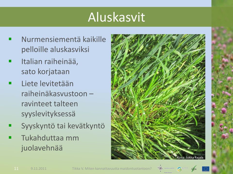 raiheinäkasvustoon ravinteet talteen syyslevityksessä