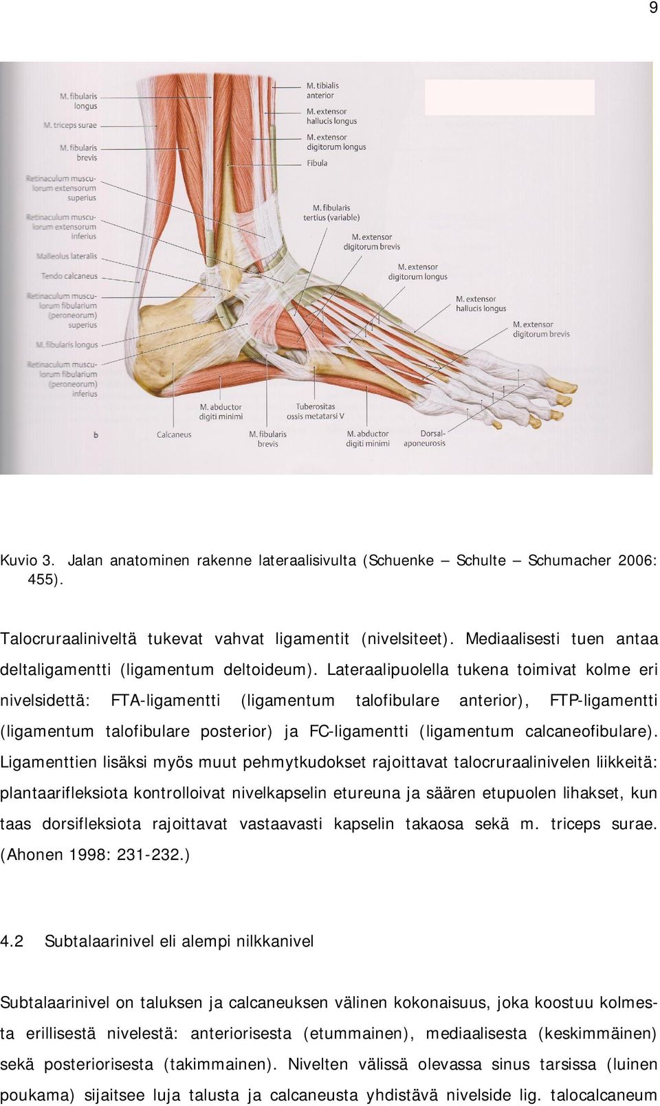 Lateraalipuolella tukena toimivat kolme eri nivelsidettä: FTA-ligamentti (ligamentum talofibulare anterior), FTP-ligamentti (ligamentum talofibulare posterior) ja FC-ligamentti (ligamentum