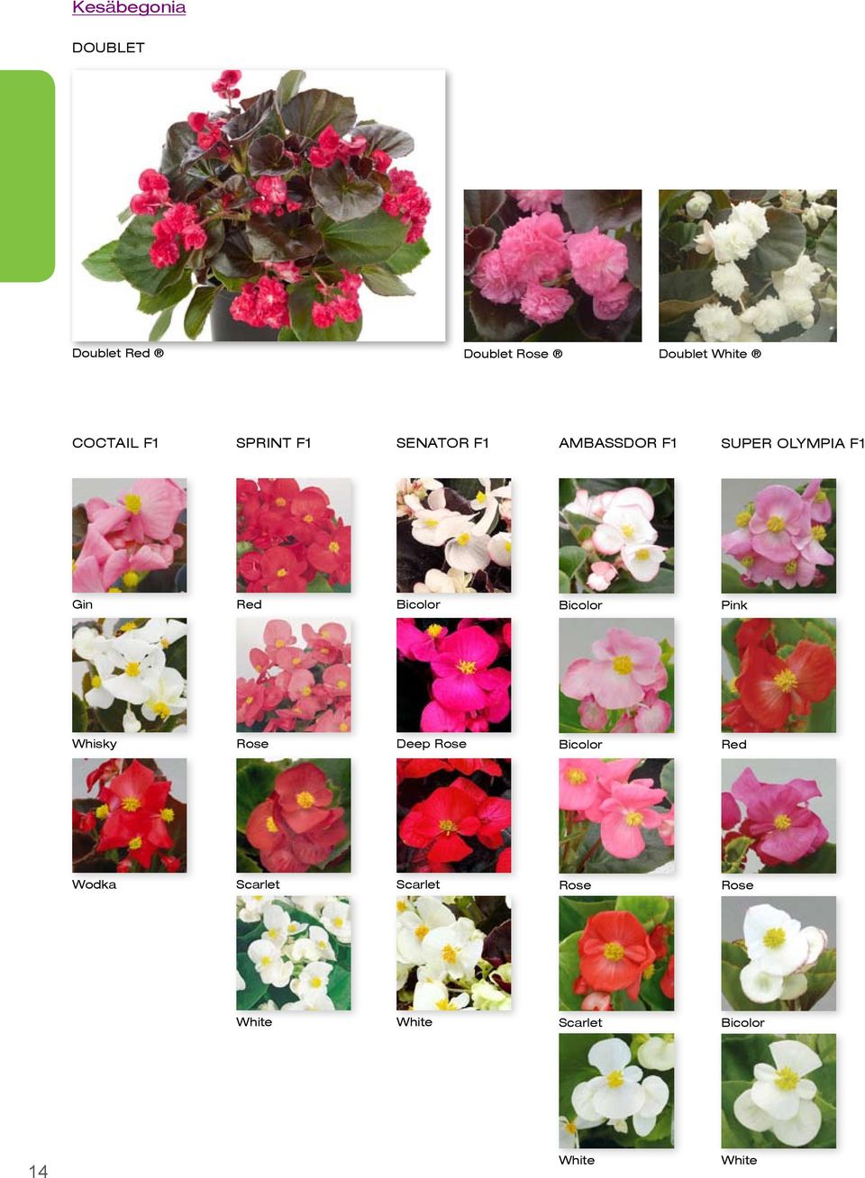 Gin Red Bicolor Bicolor Pink Whisky Rose Deep Rose Bicolor Red