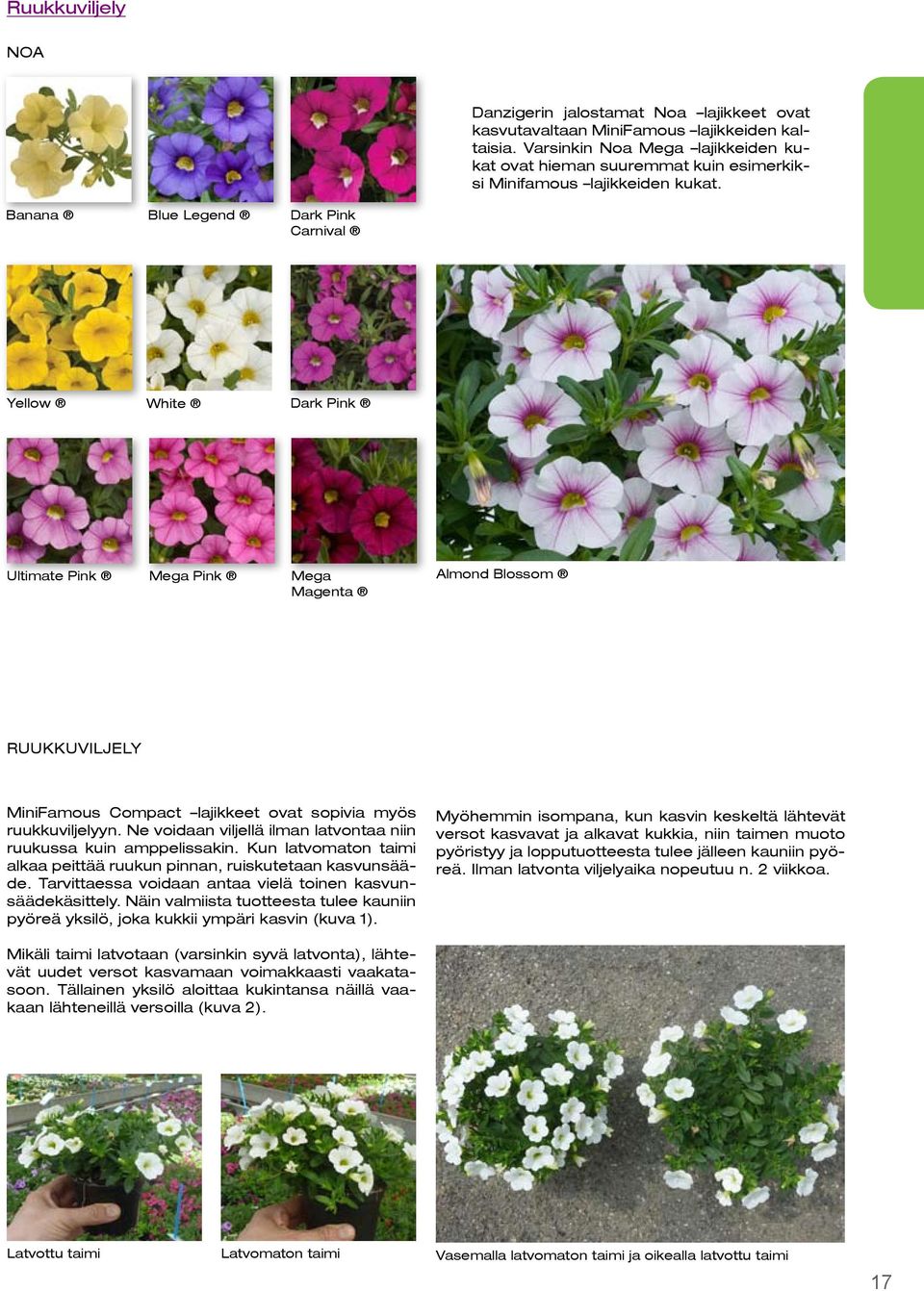 Banana Blue Legend Dark Pink Carnival Yellow White Dark Pink Ultimate Pink Mega Pink Mega Magenta Almond Blossom Ruukkuviljely MiniFamous Compact lajikkeet ovat sopivia myös ruukkuviljelyyn.