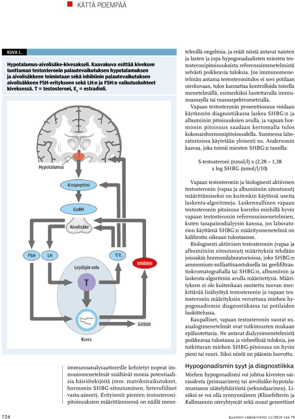 vaikutuskohteet kiveksessä. T = testosteroni, E 2 = estradioli. immunoanalysaattoreille kehitetyt nopeat immunomenetelmät sisältävät monia potentiaalisia häiriötekijöitä (mm.