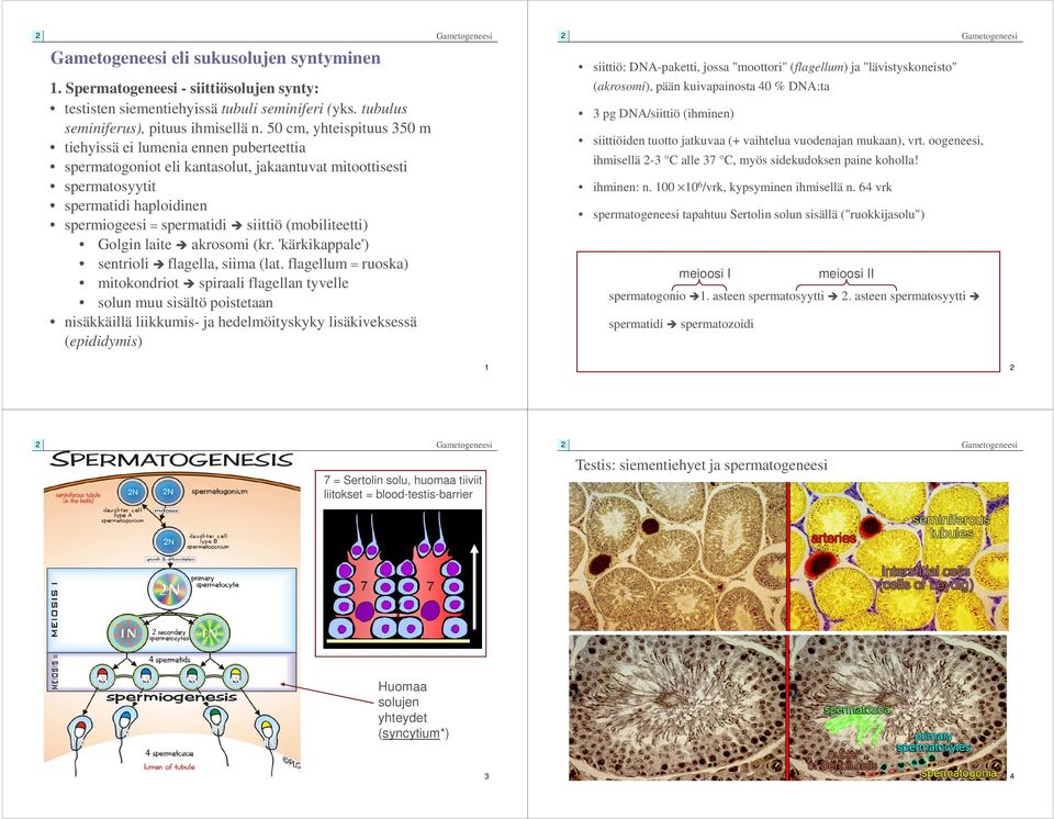 50 cm, yhteispituus 350 m tiehyissä ei lumenia ennen puberteettia spermatogoniot eli kantasolut, jakaantuvat mitoottisesti spermatosyytit spermatidi haploidinen spermiogeesi = spermatidi siittiö