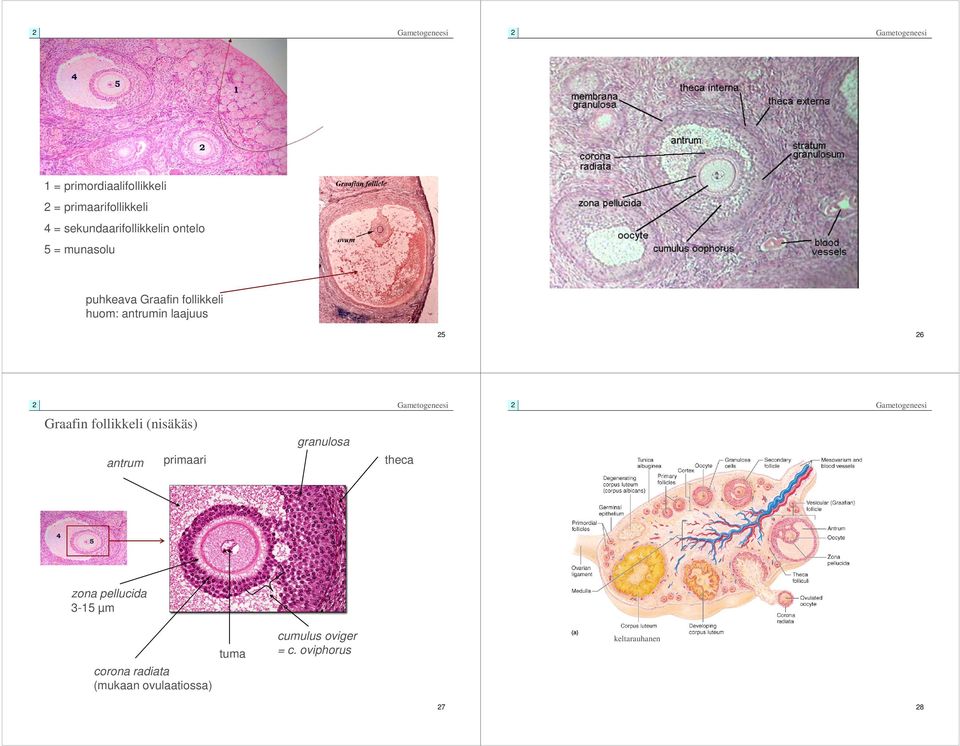follikkeli (nisäkäs) antrum primaari granulosa theca zona pellucida 3-15 µm