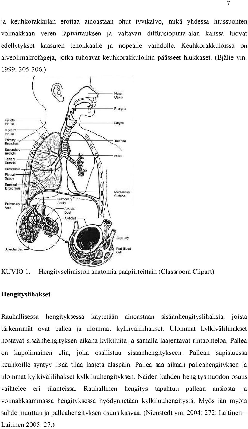 Hengityselimistön anatomia pääpiirteittäin (Classroom Clipart) Hengityslihakset Rauhallisessa hengityksessä käytetään ainoastaan sisäänhengityslihaksia, joista tärkeimmät ovat pallea ja ulommat