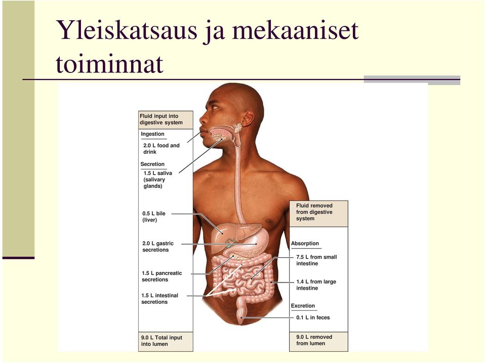 5 L bile (liver) Fluid removed from digestive system 2.0 L gastric secretions 1.