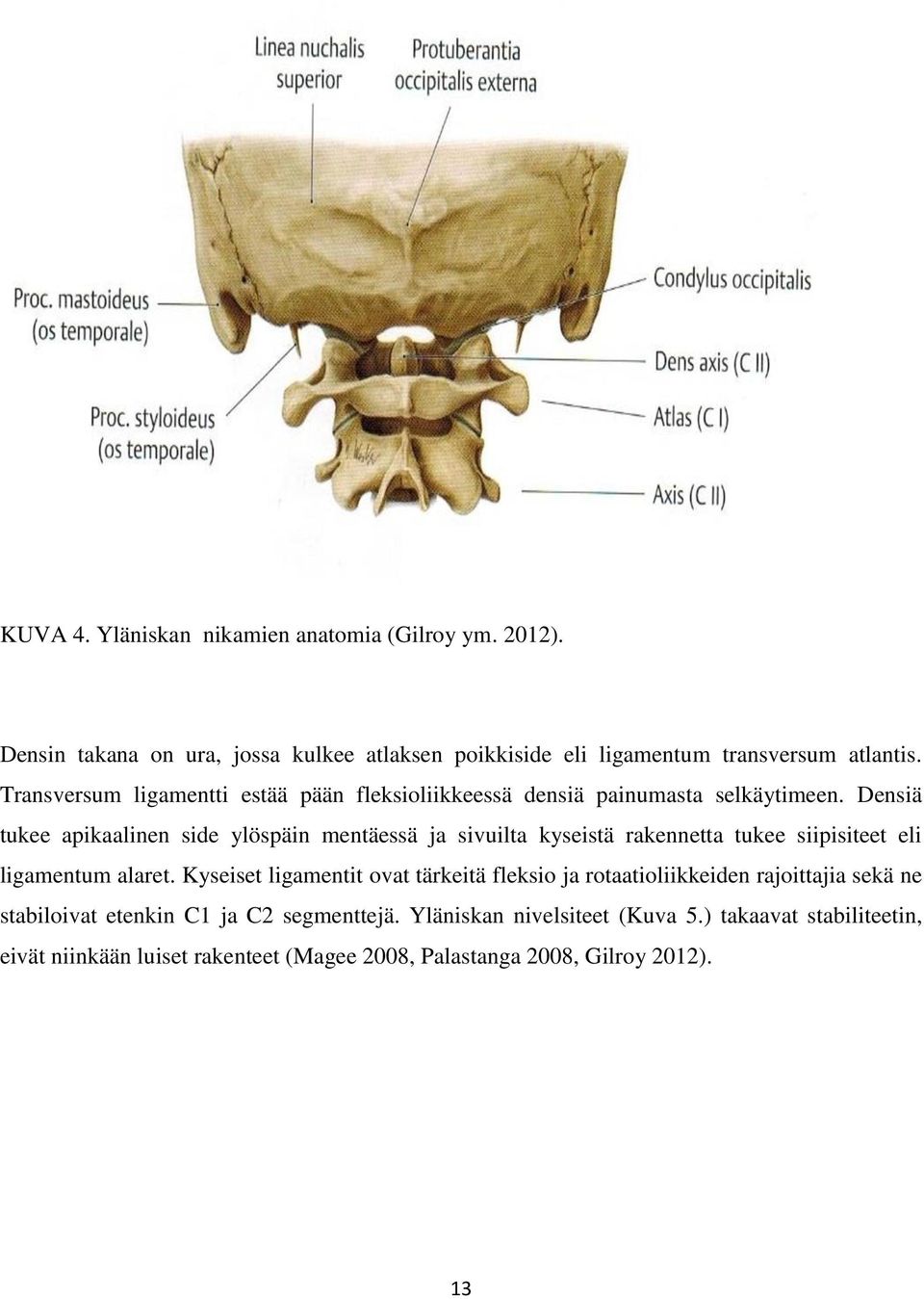 Densiä tukee apikaalinen side ylöspäin mentäessä ja sivuilta kyseistä rakennetta tukee siipisiteet eli ligamentum alaret.