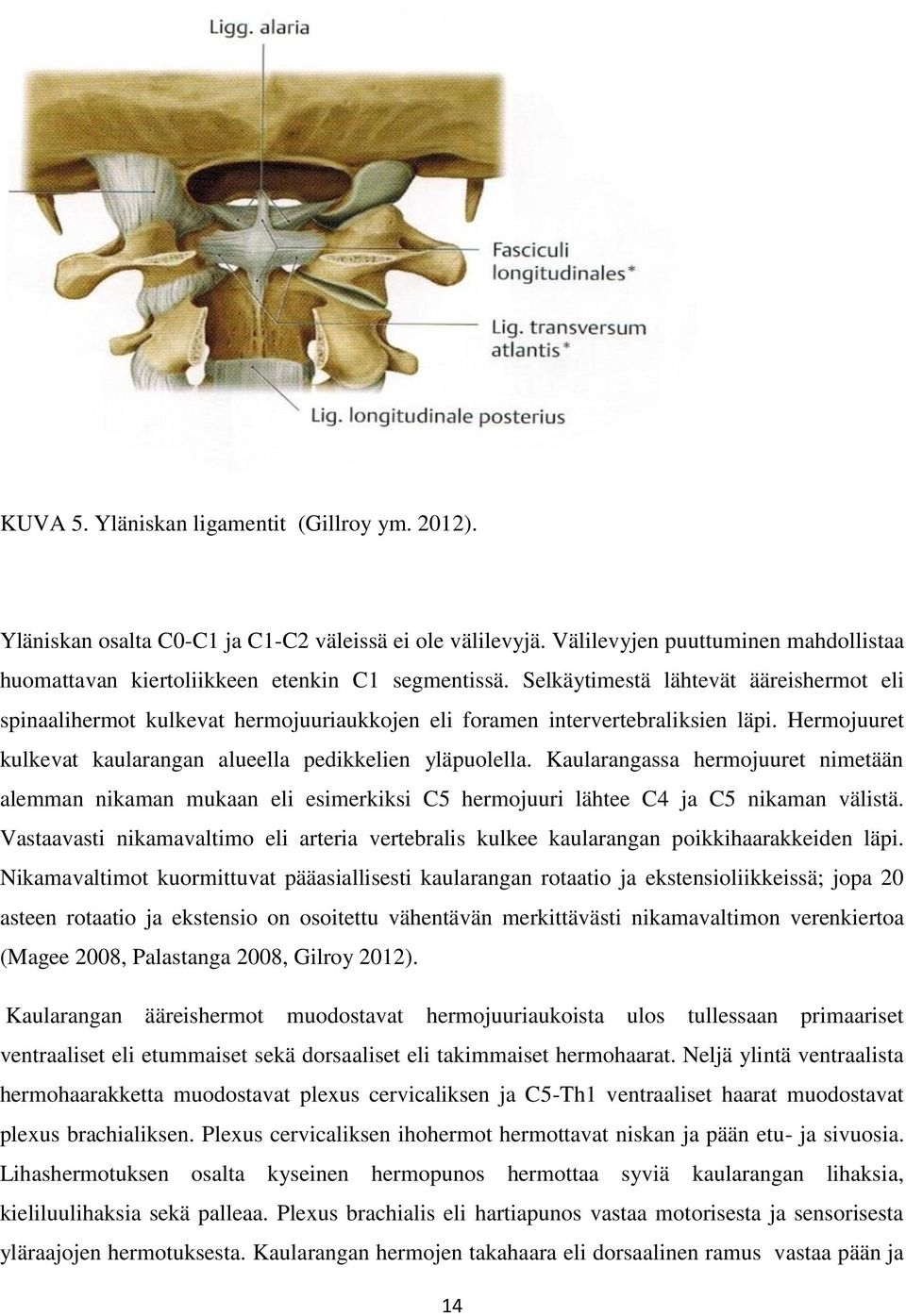 Kaularangassa hermojuuret nimetään alemman nikaman mukaan eli esimerkiksi C5 hermojuuri lähtee C4 ja C5 nikaman välistä.