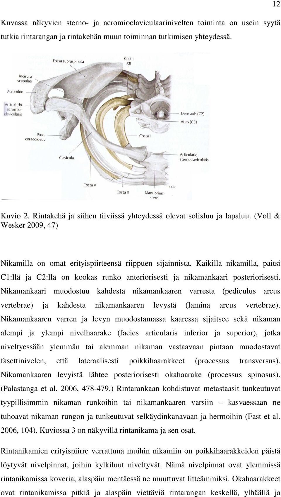 Kaikilla nikamilla, paitsi C1:llä ja C2:lla on kookas runko anteriorisesti ja nikamankaari posteriorisesti.