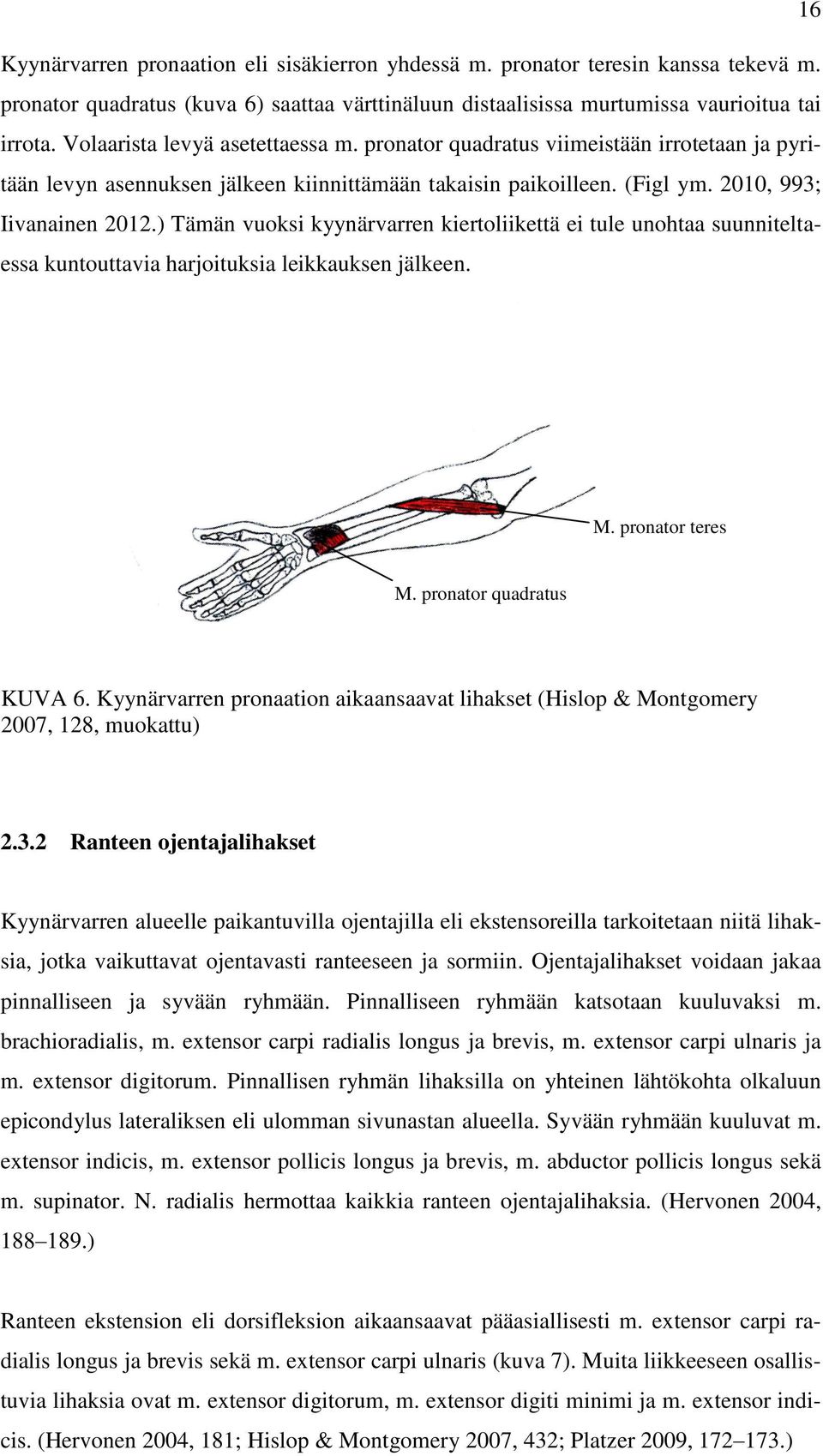 ) Tämän vuoksi kyynärvarren kiertoliikettä ei tule unohtaa suunniteltaessa kuntouttavia harjoituksia leikkauksen jälkeen. M. pronator teres M. pronator quadratus KUVA 6.