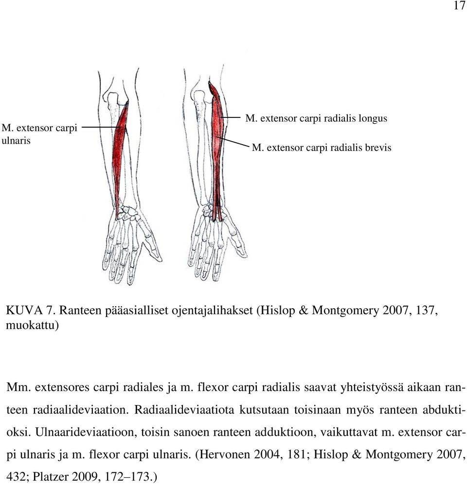 flexor carpi radialis saavat yhteistyössä aikaan ranteen radiaalideviaation.