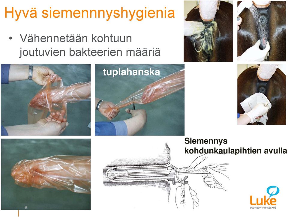 bakteerien määriä tuplahanska