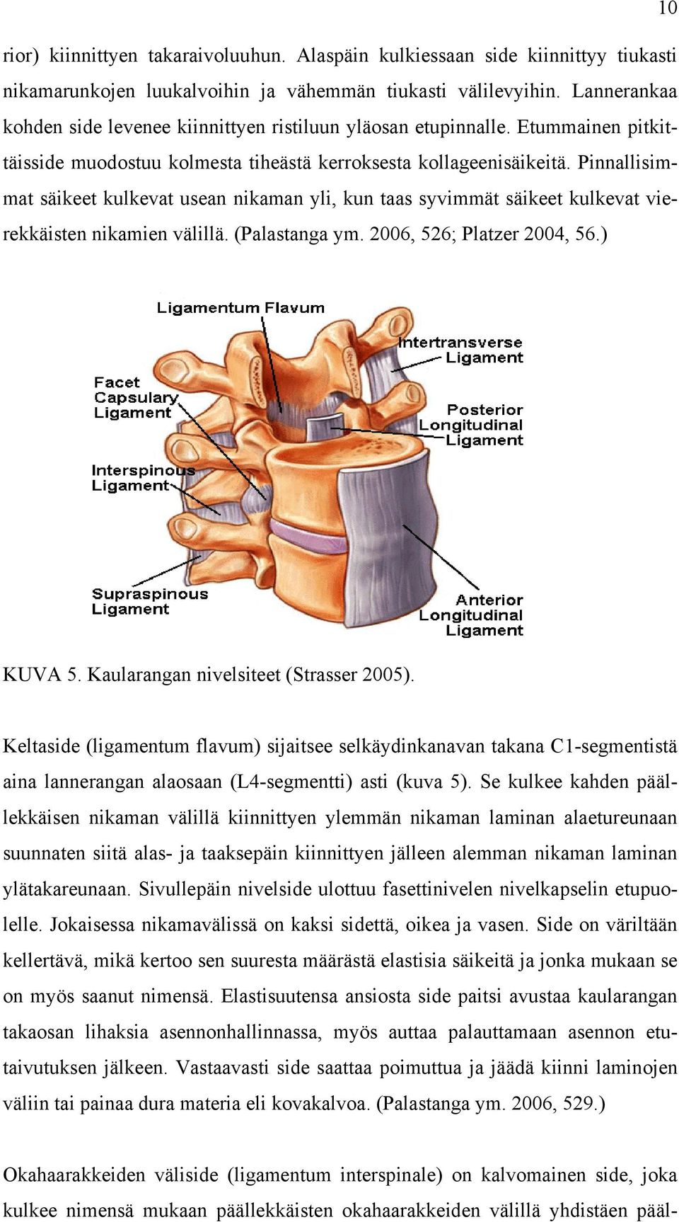 Pinnallisimmat säikeet kulkevat usean nikaman yli, kun taas syvimmät säikeet kulkevat vierekkäisten nikamien välillä. (Palastanga ym. 2006, 526; Platzer 2004, 56.) KUVA 5.