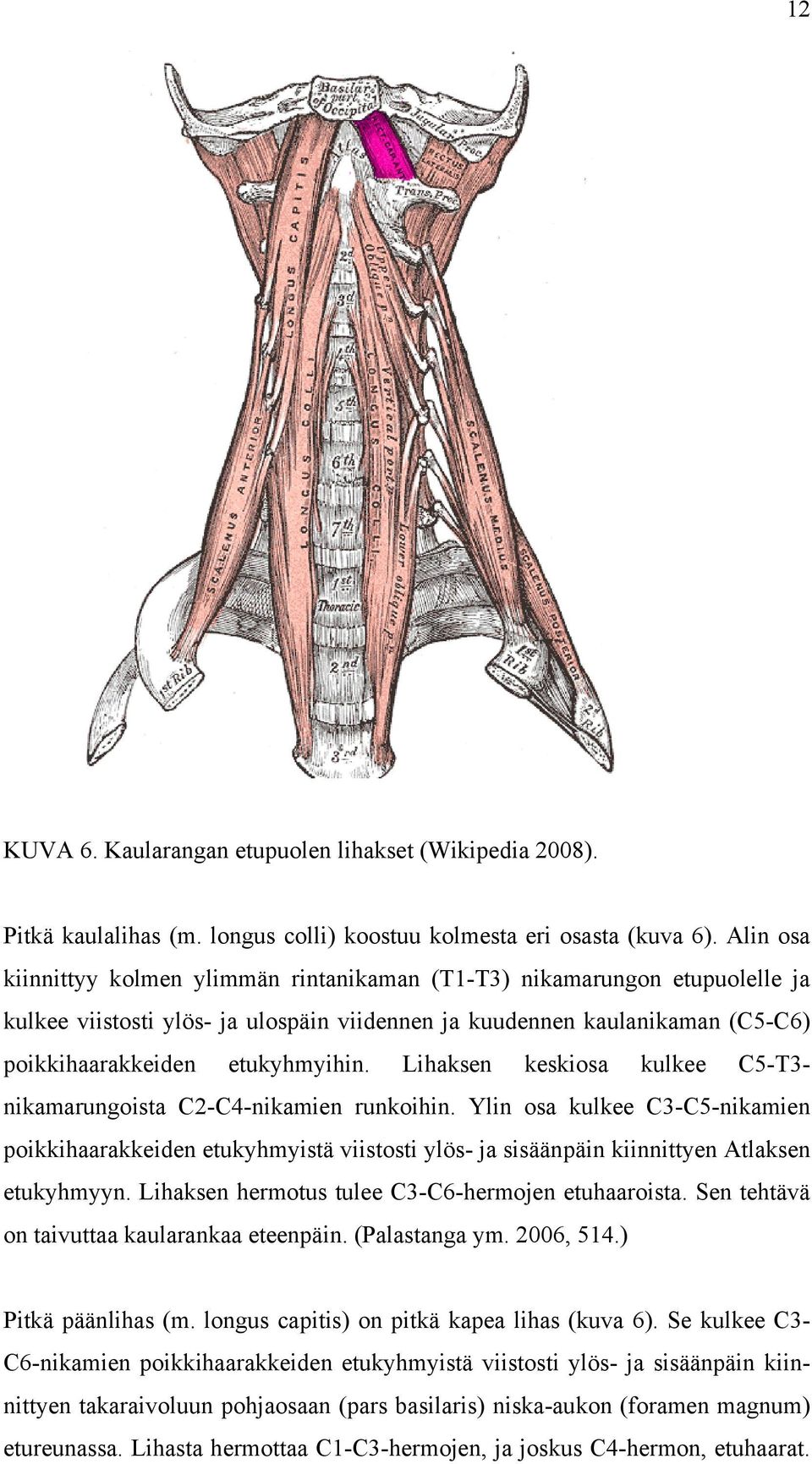 Lihaksen keskiosa kulkee C5-T3- nikamarungoista C2-C4-nikamien runkoihin. Ylin osa kulkee C3-C5-nikamien poikkihaarakkeiden etukyhmyistä viistosti ylös- ja sisäänpäin kiinnittyen Atlaksen etukyhmyyn.