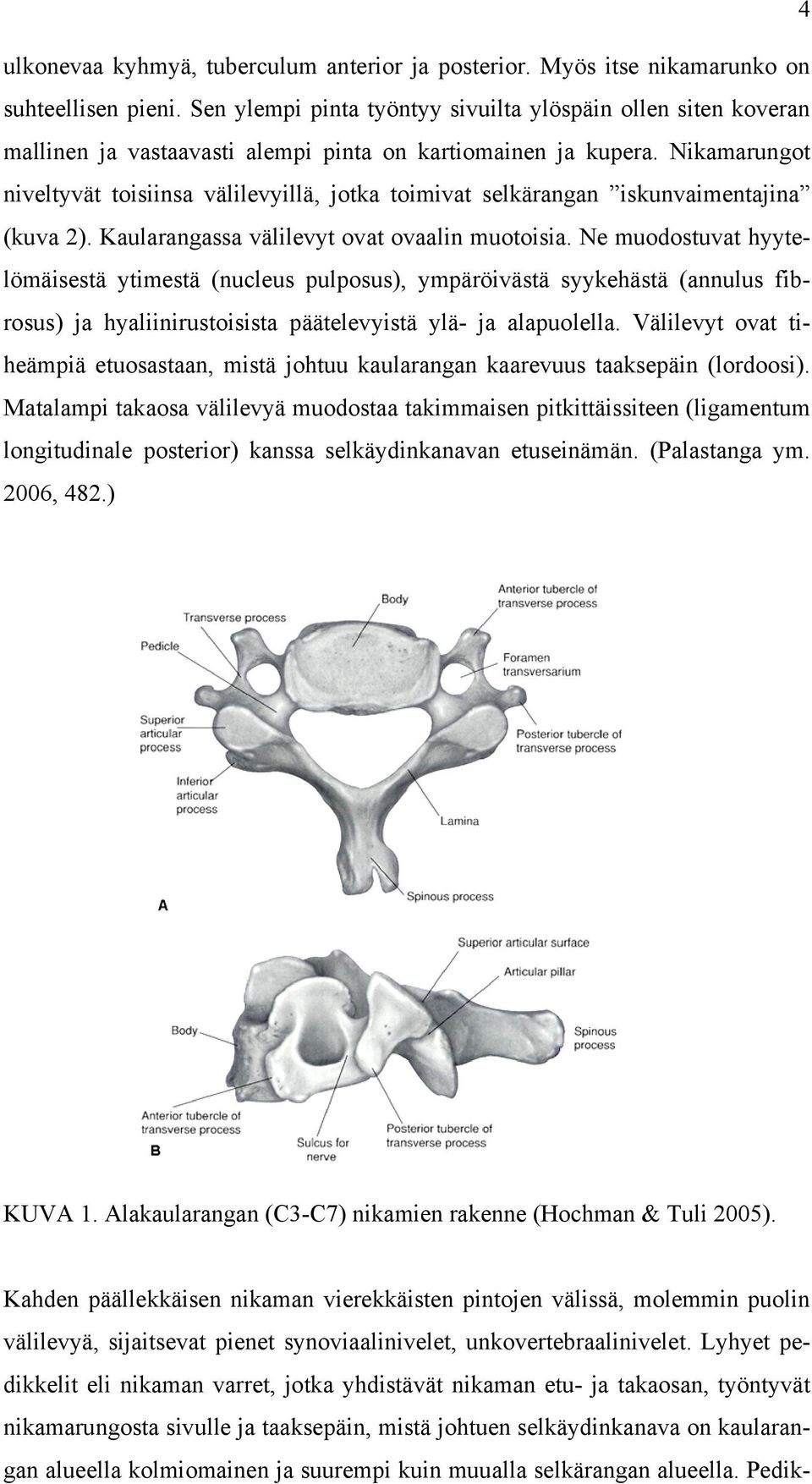 Nikamarungot niveltyvät toisiinsa välilevyillä, jotka toimivat selkärangan iskunvaimentajina (kuva 2). Kaularangassa välilevyt ovat ovaalin muotoisia.