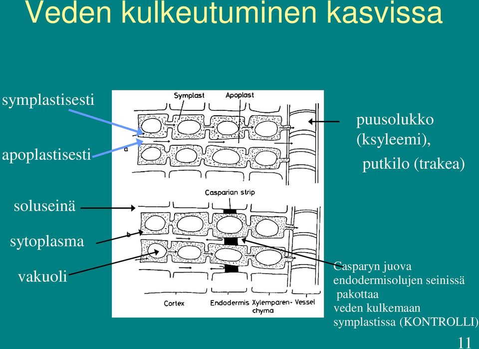 soluseinä sytoplasma vakuoli Casparyn juova