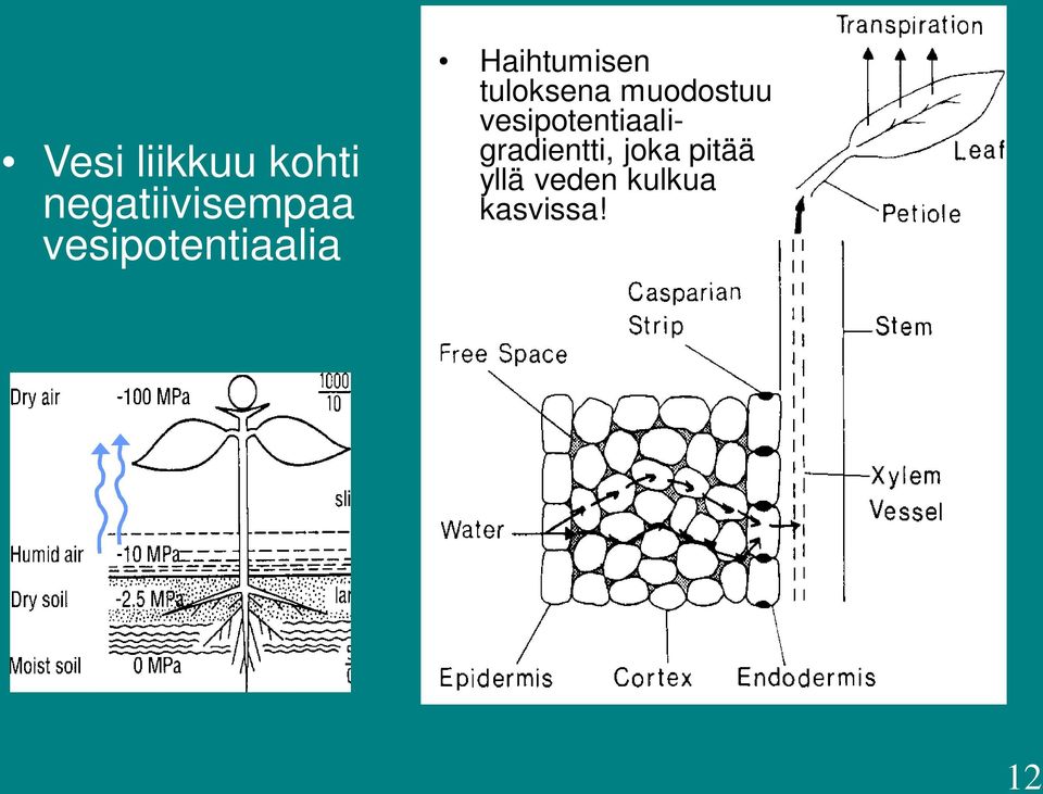 tuloksena muodostuu