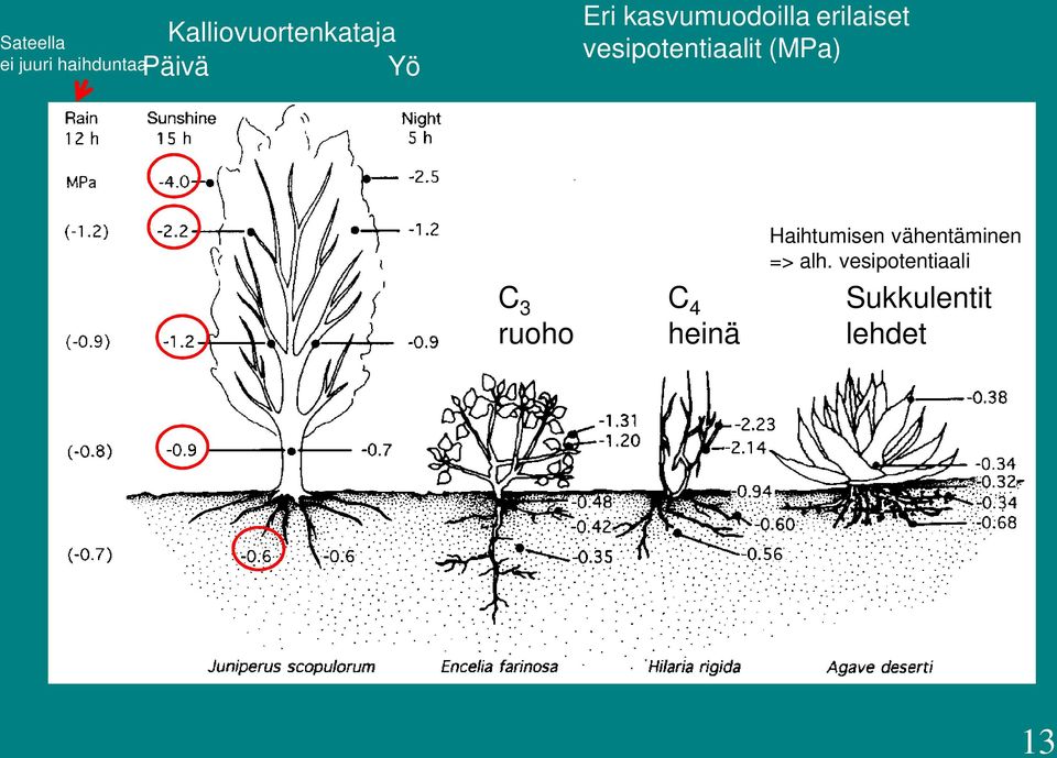 vesipotentiaalit (MPa) C 3 ruoho C 4 heinä