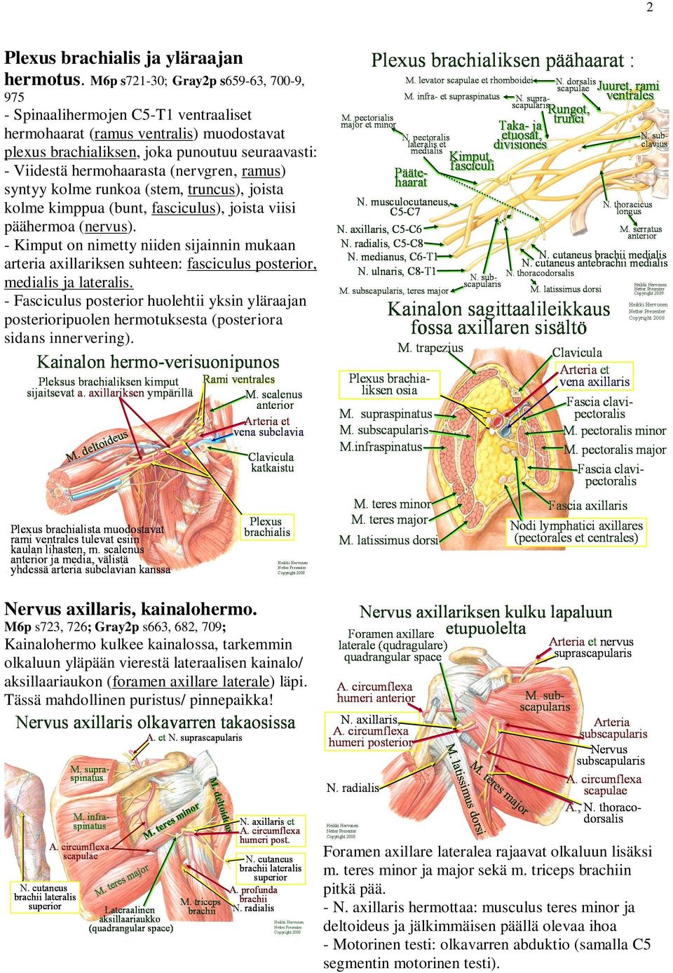 (nervgren, ramus) syntyy kolme runkoa (stem, truncus), joista kolme kimppua (bunt, fasciculus), joista viisi päähermoa (nervus).