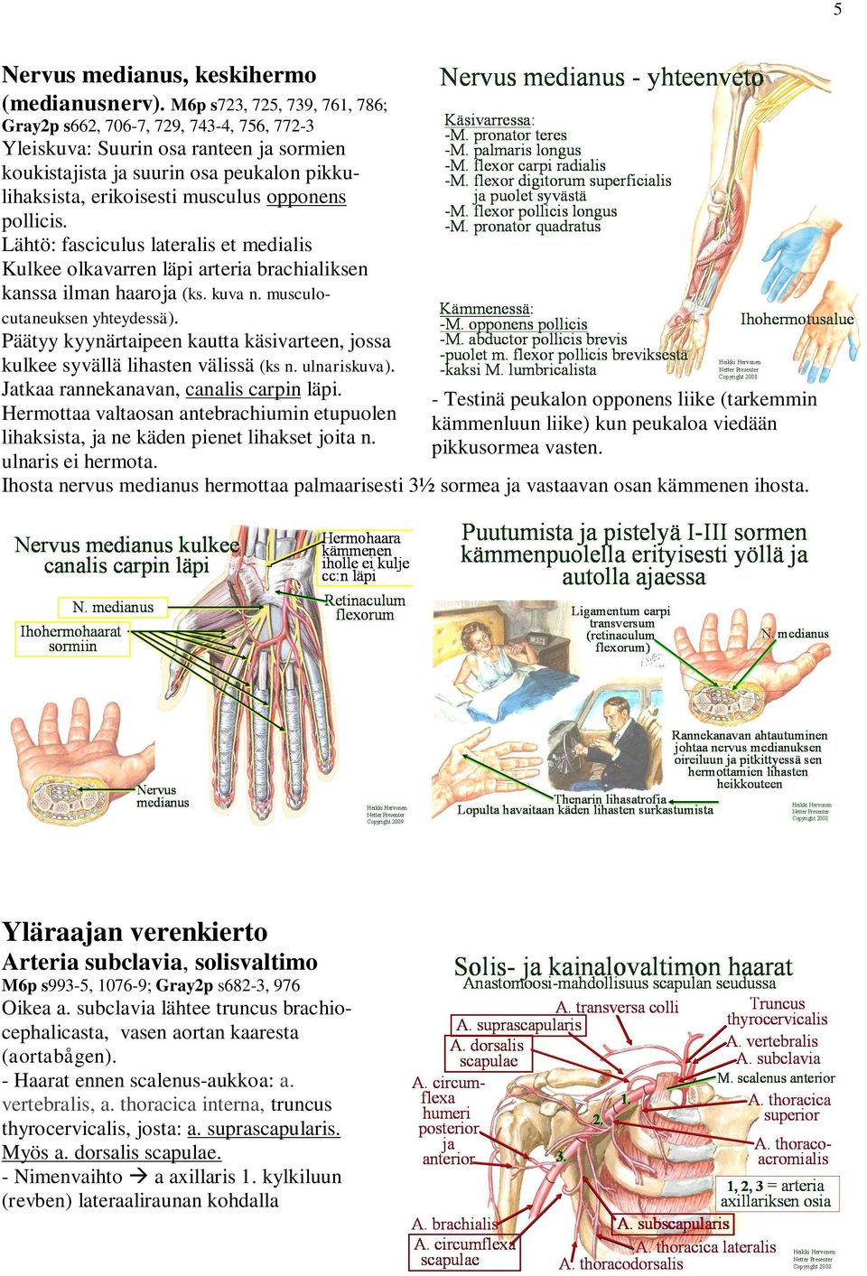 pollicis. Lähtö: fasciculus lateralis et medialis Kulkee olkavarren läpi arteria brachialiksen kanssa ilman haaroja (ks. kuva n. musculocutaneuksen yhteydessä).
