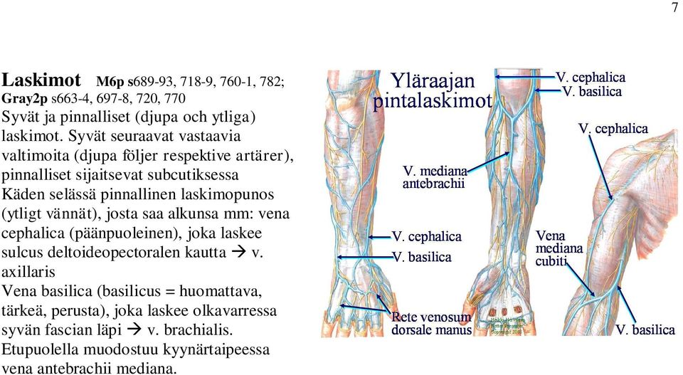laskimopunos (ytligt vännät), josta saa alkunsa mm: vena cephalica (päänpuoleinen), joka laskee sulcus deltoideopectoralen kautta v.