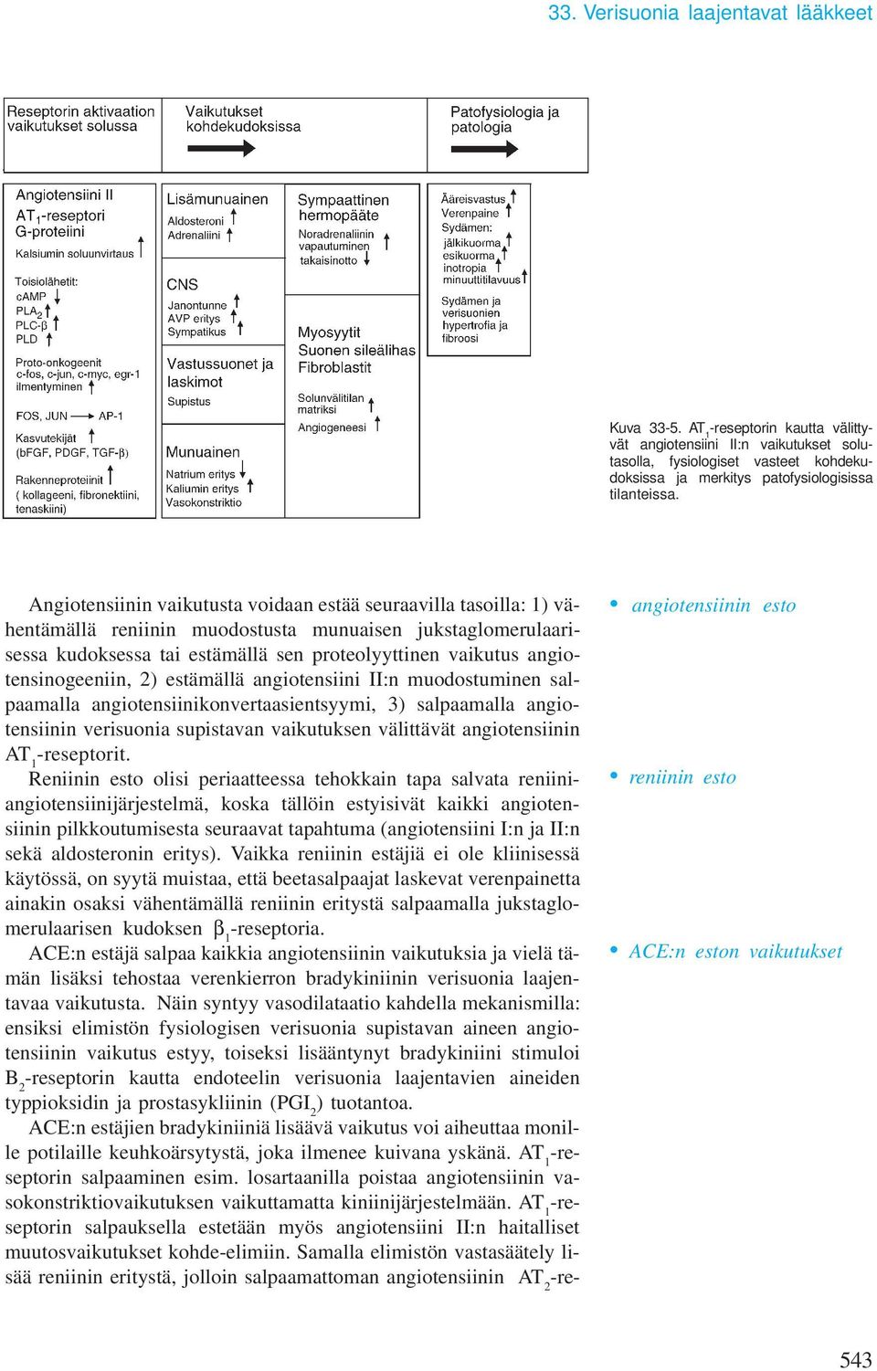 Angiotensiinin vaikutusta voidaan estää seuraavilla tasoilla: 1) vähentämällä reniinin muodostusta munuaisen jukstaglomerulaarisessa kudoksessa tai estämällä sen proteolyyttinen vaikutus