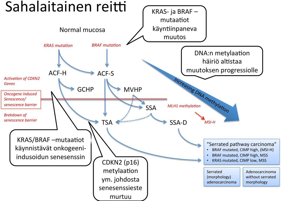 H KRAS/BRAF mutaaeot käynnistävät onkogeeni- indusoidun senesenssin CDKN2 (p16) metylaaeon ym.