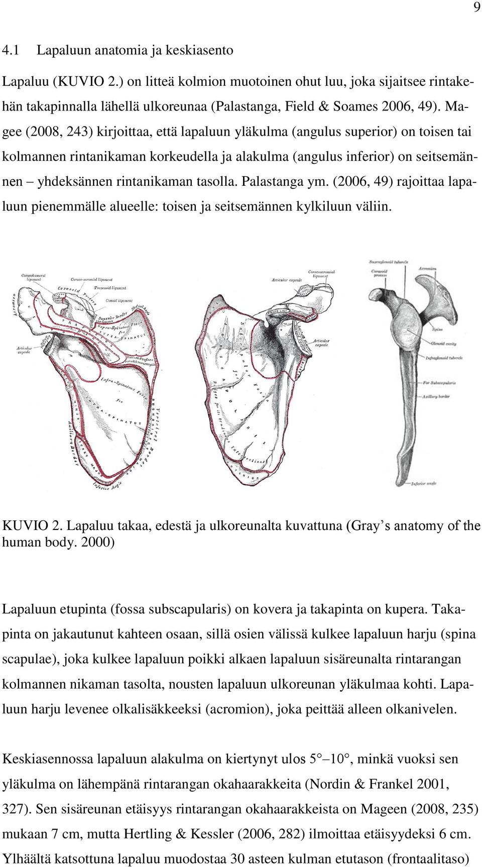 tasolla. Palastanga ym. (2006, 49) rajoittaa lapaluun pienemmälle alueelle: toisen ja seitsemännen kylkiluun väliin. KUVIO 2.