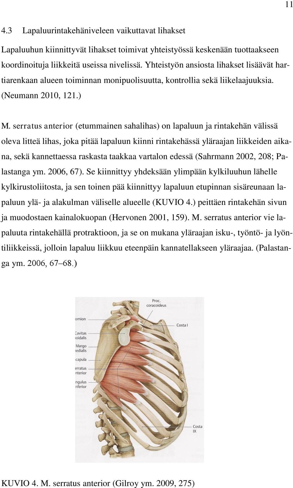 serratus anterior (etummainen sahalihas) on lapaluun ja rintakehän välissä oleva litteä lihas, joka pitää lapaluun kiinni rintakehässä yläraajan liikkeiden aikana, sekä kannettaessa raskasta taakkaa