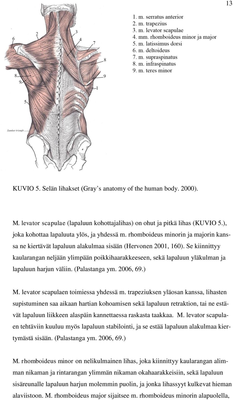 Se kiinnittyy kaularangan neljään ylimpään poikkihaarakkeeseen, sekä lapaluun yläkulman ja lapaluun harjun väliin. (Palastanga ym. 2006, 69.) M. levator scapulaen toimiessa yhdessä m.