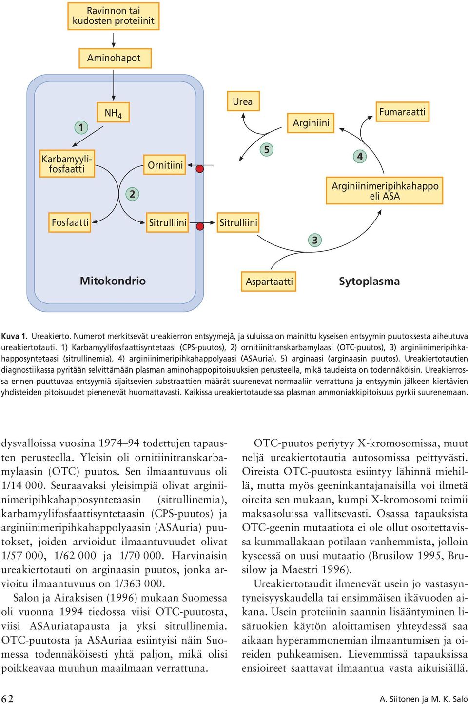 1) Karbamyylifosfaattisyntetaasi (CPS-puutos), 2) ornitiinitranskarbamylaasi (OTC-puutos), 3) arginiinimeripihkahapposyntetaasi (sitrullinemia), 4) arginiinimeripihkahappolyaasi (ASAuria), 5)