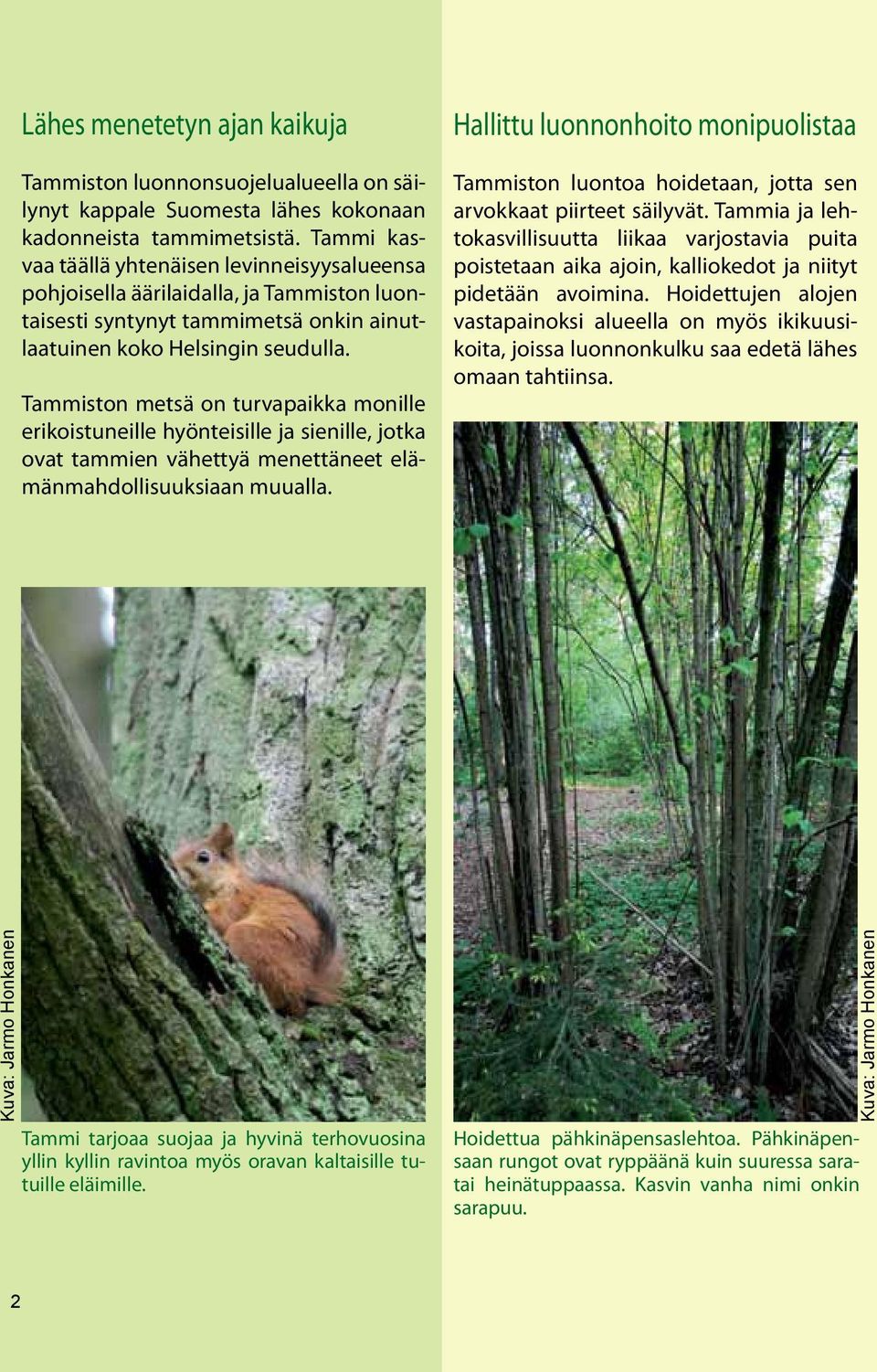 Tammiston metsä on turvapaikka monille erikoistuneille hyönteisille ja sienille, jotka ovat tammien vähettyä menettäneet elämänmahdollisuuksiaan muualla.