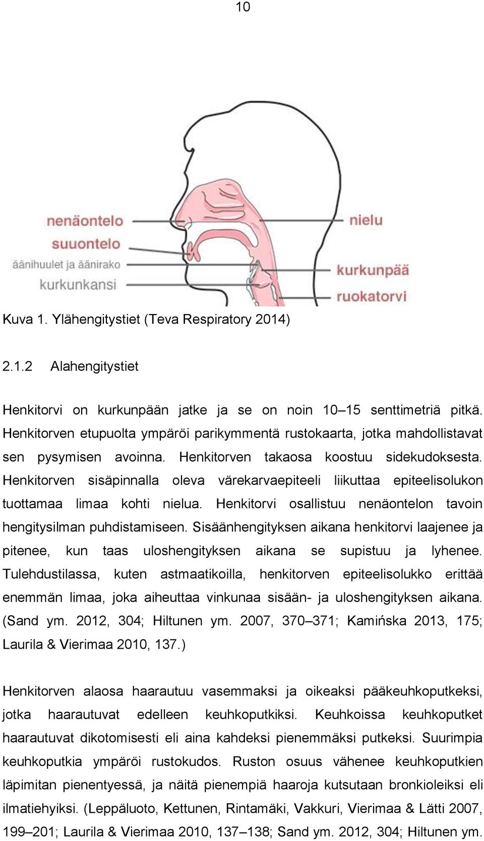 Henkitorven sisäpinnalla oleva värekarvaepiteeli liikuttaa epiteelisolukon tuottamaa limaa kohti nielua. Henkitorvi osallistuu nenäontelon tavoin hengitysilman puhdistamiseen.