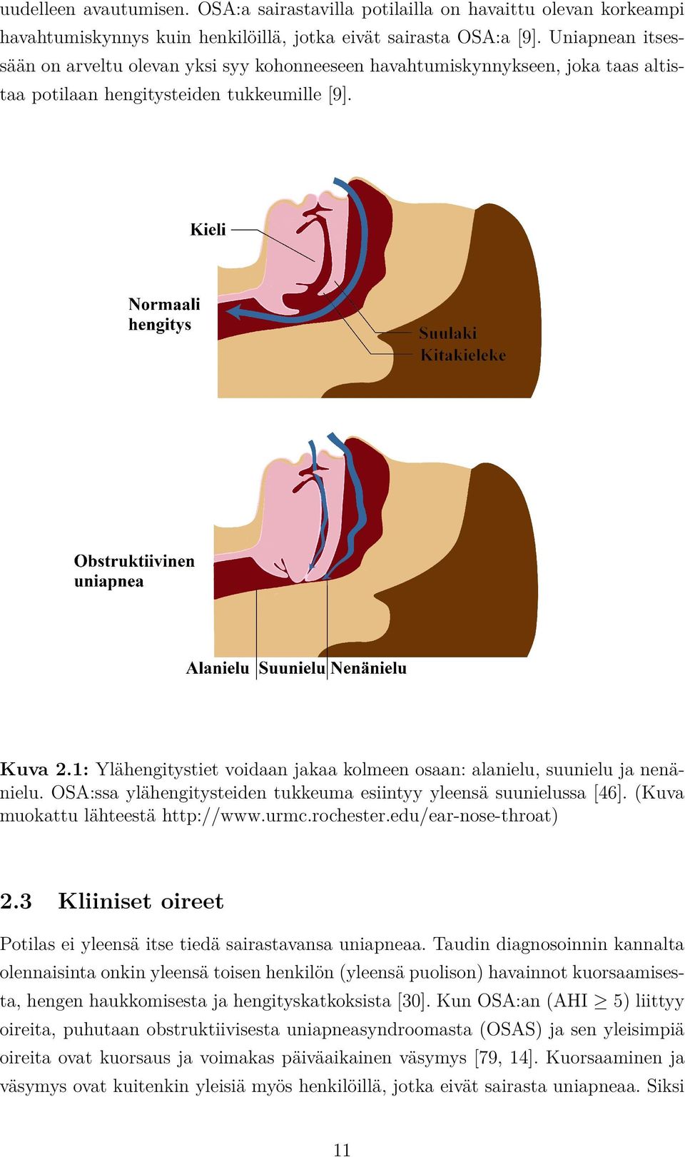 1: Ylähengitystiet voidaan jakaa kolmeen osaan: alanielu, suunielu ja nenänielu. OSA:ssa ylähengitysteiden tukkeuma esiintyy yleensä suunielussa [46]. (Kuva muokattu lähteestä http://www.urmc.