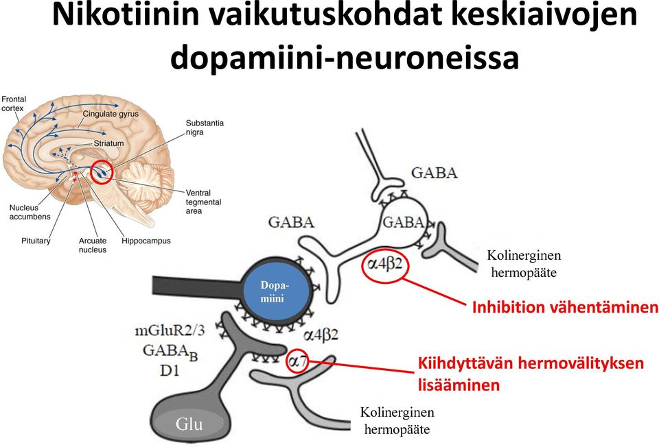 dopamiini-neuroneissa Dopamiini