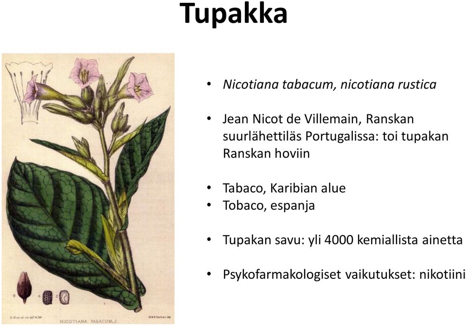 Ranskan hoviin Tabaco, Karibian alue Tobaco, espanja Tupakan