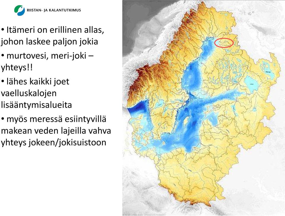 ! lähes kaikki joet vaelluskalojen lisääntymisalueita