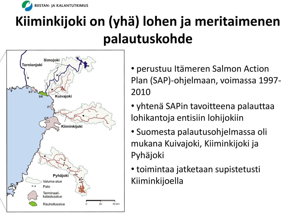 tavoitteena palauttaa lohikantoja entisiin lohijokiin Suomesta palautusohjelmassa