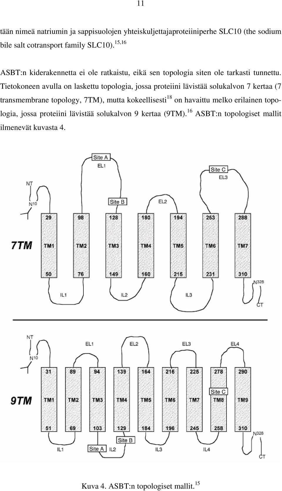 Tietokoneen avulla on laskettu topologia, jossa proteiini lävistää solukalvon 7 kertaa (7 transmembrane topology, 7TM), mutta
